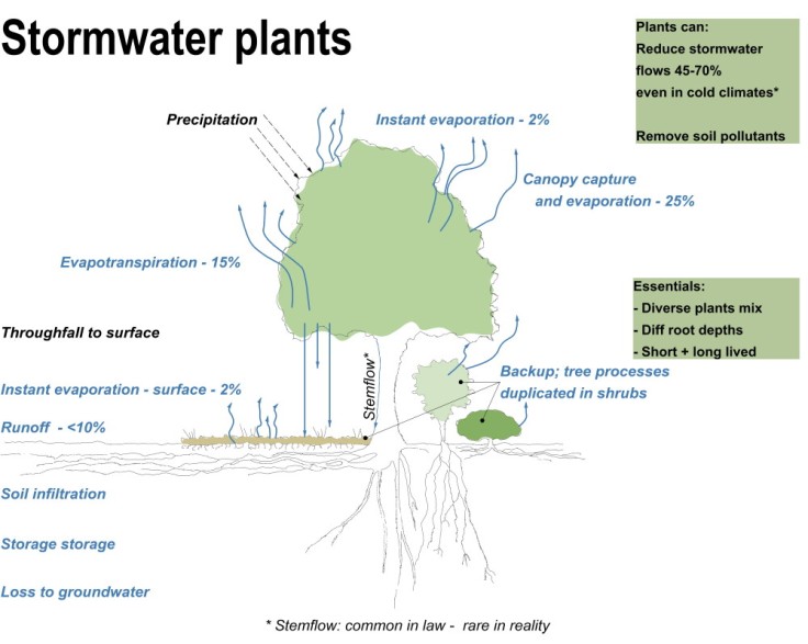blog02_stormwater_plants_1000w